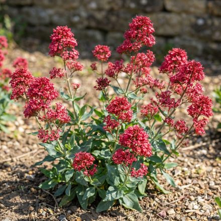 Piros sarkantyúvirág 'Coccineus' (Centranthus ruber)