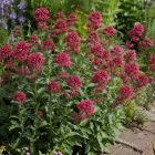 Piros sarkantyúvirág 'Rosenrot' (Centranthus ruber)