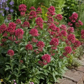   Piros sarkantyúvirág 'Rosenrot' (Centranthus ruber)