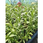 Piros sarkantyúvirág 'Rosenrot' (Centranthus ruber)