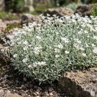 Molyhos madárhúr 'Silvercarpet' (Cerastium tomentosum)
