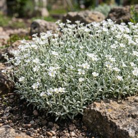   Molyhos madárhúr 'Silvercarpet' (Cerastium tomentosum)