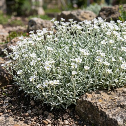 Molyhos madárhúr 'Silvercarpet' (Cerastium tomentosum)