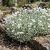 Molyhos madárhúr 'Silvercarpet' (Cerastium tomentosum)