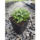 Molyhos madárhúr 'Silvercarpet' (Cerastium tomentosum)