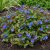 Tarackoló kékgyökér (Ceratostigma plumbaginoides)