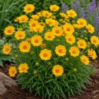 Menyecskeszem ‘Early Sunrise’ (Coreopsis grandiflora)