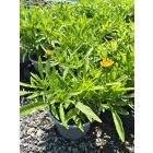 Menyecskeszem ‘Early Sunrise’ (Coreopsis grandiflora)