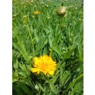 Menyecskeszem ‘Early Sunrise’ (Coreopsis grandiflora)