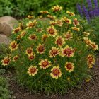 Menyecskeszem ‘Solanna Sunset Burst’ (Coreopsis grandiflora)