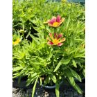Menyecskeszem ‘Solanna Sunset Burst’ (Coreopsis grandiflora)