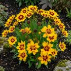 Menyecskeszem 'Sonnenkind' (Coreopsis grandiflora)