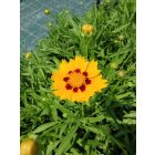 Menyecskeszem 'Sonnenkind' (Coreopsis grandiflora)