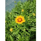 Menyecskeszem 'Sonnenkind' (Coreopsis grandiflora)