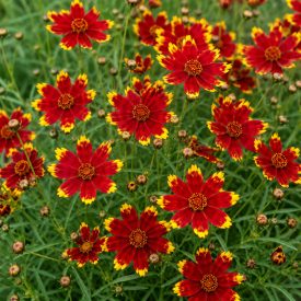 Menyecskeszem ‘Ladybird’ (Coreopsis verticillata)