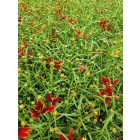Menyecskeszem ‘Ladybird’ (Coreopsis verticillata)
