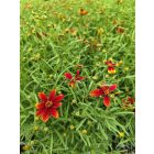 Menyecskeszem ‘Ladybird’ (Coreopsis verticillata)