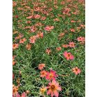 Menyecskeszem 'Limerock Dream' (Coreopsis Verticillata)