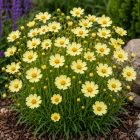 Keskenylevelű menyecskeszem 'Moonbeam' (Coreopsis verticillata)