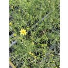 Keskenylevelű menyecskeszem 'Moonbeam' (Coreopsis verticillata)
