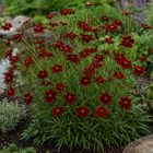 Menyecskeszem ‘Ruby Red’ (Coreopsis verticillata)