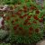 Menyecskeszem ‘Ruby Red’ (Coreopsis verticillata)