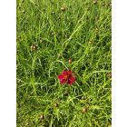 Menyecskeszem ‘Ruby Red’ (Coreopsis verticillata)