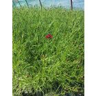Menyecskeszem ‘Ruby Red’ (Coreopsis verticillata)
