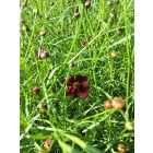 Menyecskeszem ‘Ruby Red’ (Coreopsis verticillata)
