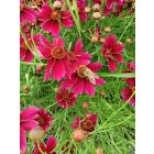 Menyecskeszem ‘Ruby Red’ (Coreopsis verticillata)