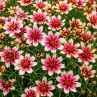 Menyecskeszem ‘Sunstar Rose’ (Coreopsis verticillata)