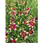 Menyecskeszem ‘Sunstar Rose’ (Coreopsis verticillata)