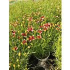 Menyecskeszem ‘Sunstar Rose’ (Coreopsis verticillata)