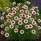 Menyecskeszem 'Sweet Dreams' (Coreopsis Verticillata)