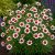 Menyecskeszem 'Sweet Dreams' (Coreopsis Verticillata)