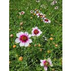 Menyecskeszem 'Sweet Dreams' (Coreopsis Verticillata)