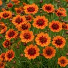 Menyecskeszem ‘Twinklebells Copper’ (Coreopsis verticillata)