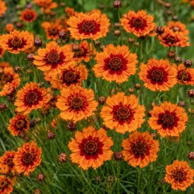   Menyecskeszem ‘Twinklebells Copper’ (Coreopsis verticillata)