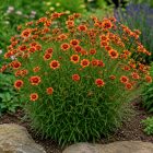Menyecskeszem ‘Twinklebells Copper’ (Coreopsis verticillata)