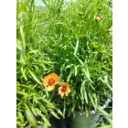 Menyecskeszem ‘Twinklebells Copper’ (Coreopsis verticillata)
