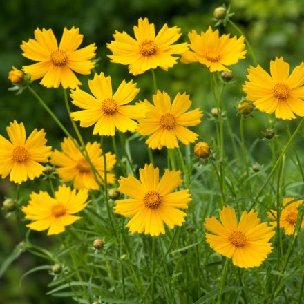 Keskenylevelű menyecskeszem ‘Zagreb’ (Coreopsis verticillata)