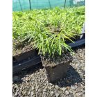 Keskenylevelű menyecskeszem ‘Zagreb’ (Coreopsis verticillata)