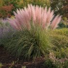 Pampafű ‘Rosea’ (Cortaderia selloana)