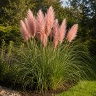 Pampafű ‘Rose Feather’ (Cortaderia selloana)