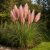 Pampafű ‘Rose Feather’ (Cortaderia selloana)