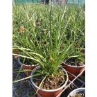 Pampafű ‘Rose Feather’ (Cortaderia selloana)