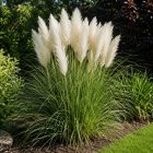 Pampafű ‘White Feather’ (Cortaderia selloana)