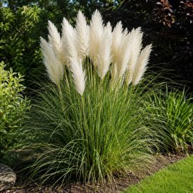 Pampafű ‘White Feather’ (Cortaderia selloana)