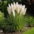 Pampafű ‘White Feather’ (Cortaderia selloana)