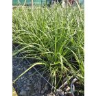 Pampafű ‘White Feather’ (Cortaderia selloana)